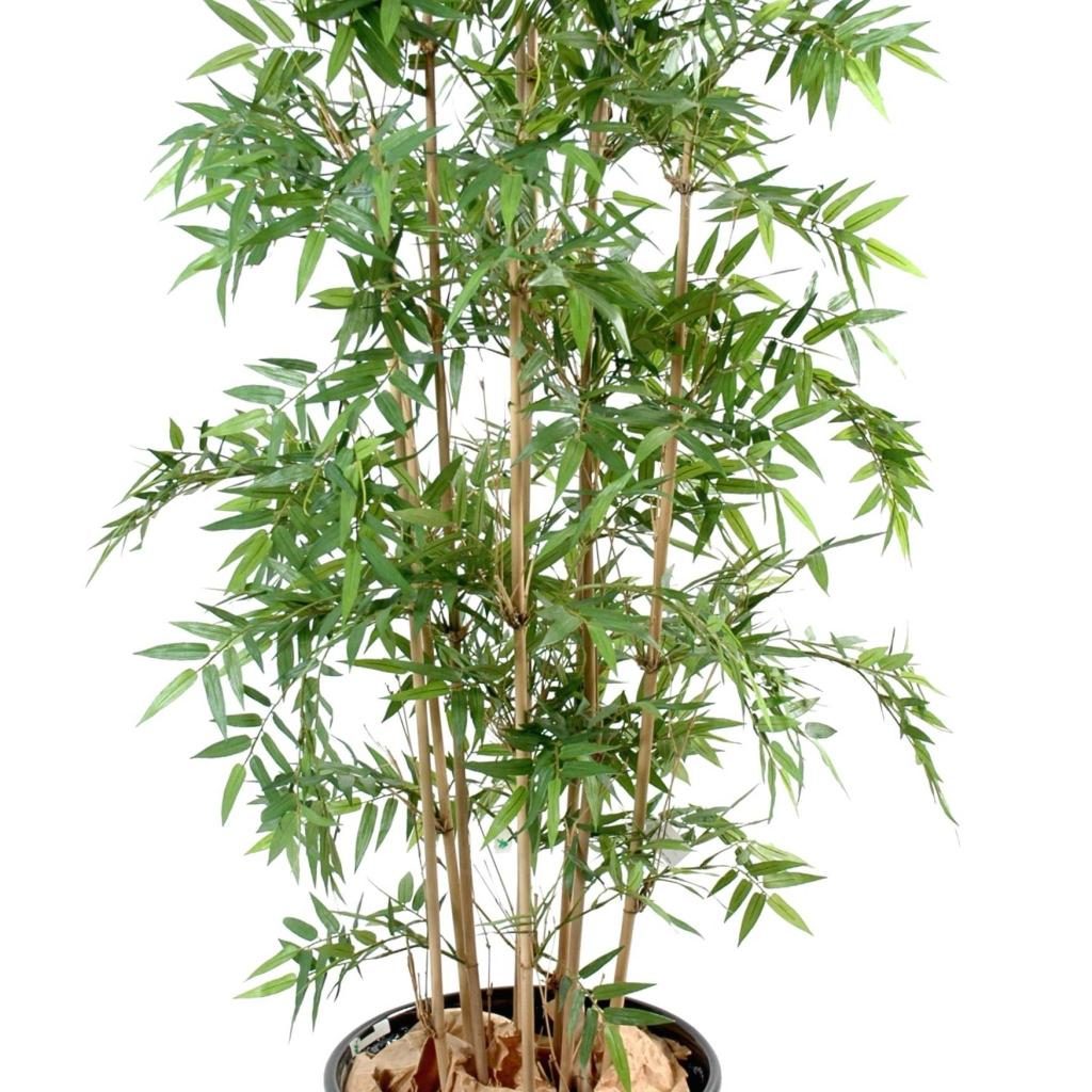 Bambou décoratif Oriental à neuf cannes, 140 cm — photographie complémentaire