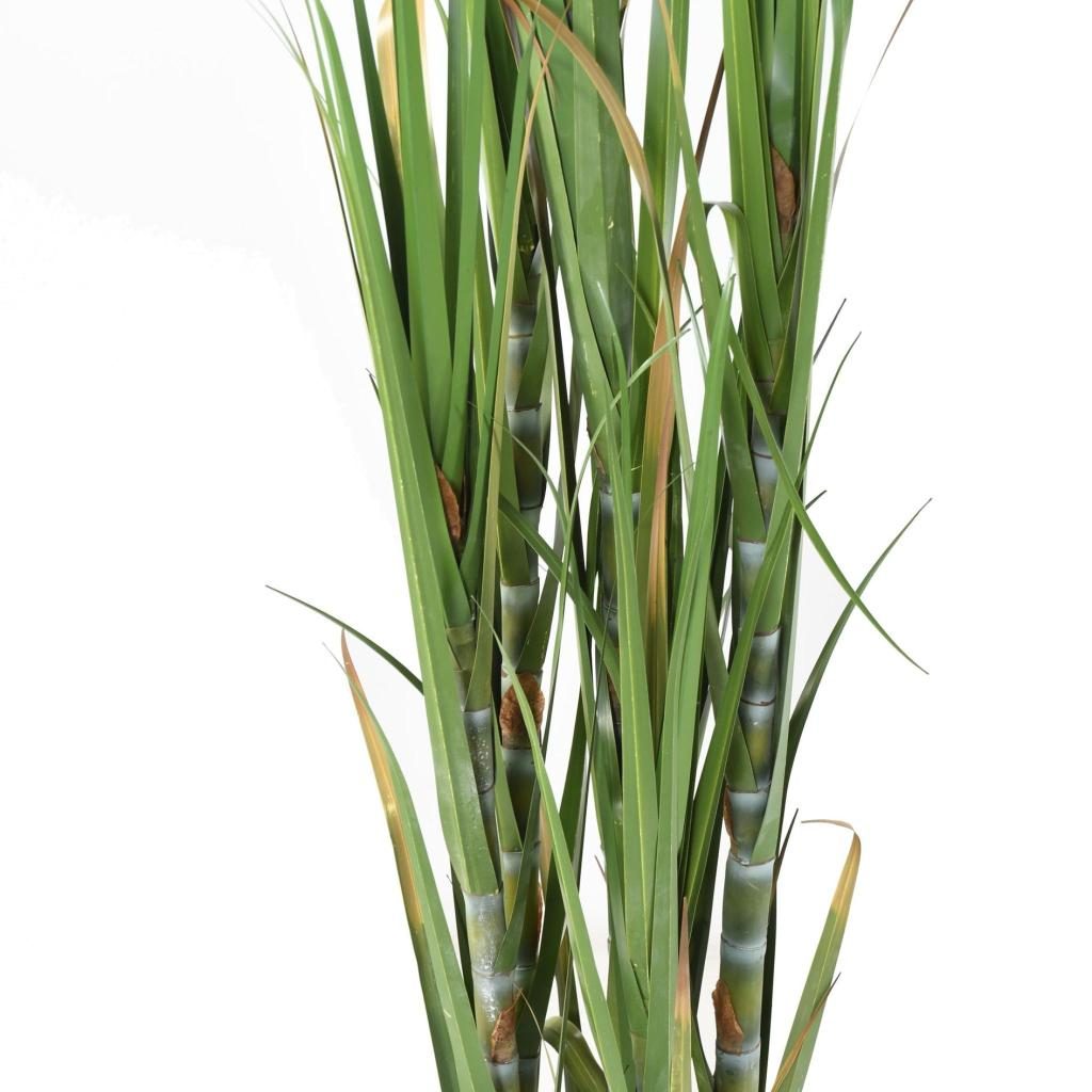 Graminée décorative à six tiges, 180 cm — photographie complémentaire